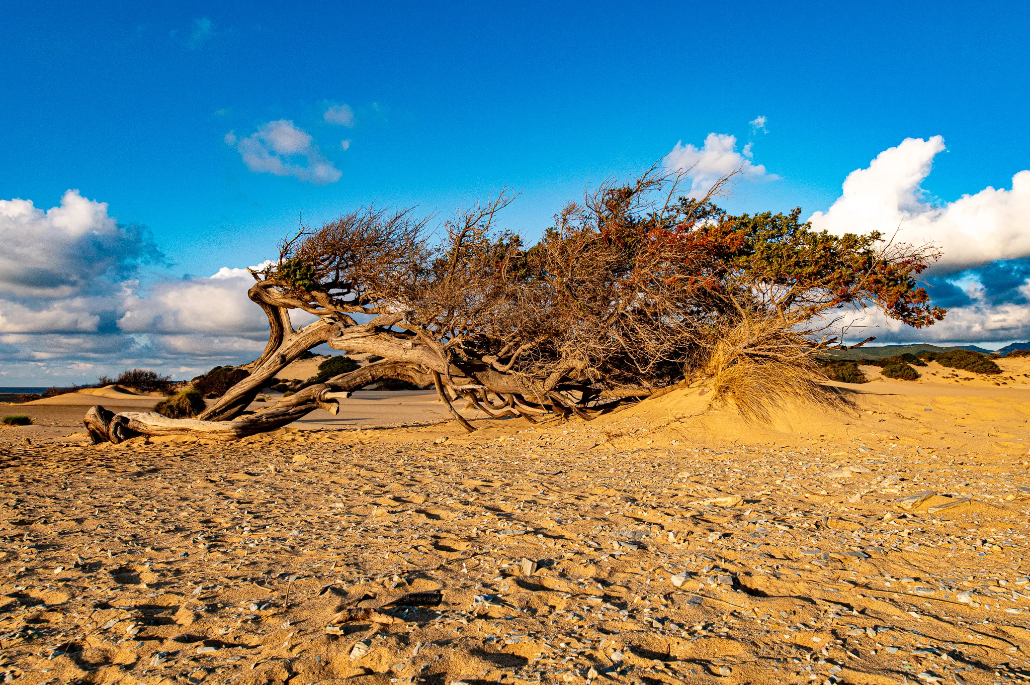 Old tree lying on the sand dunes at golden hour at Dune di Piscinas, Sardinia.